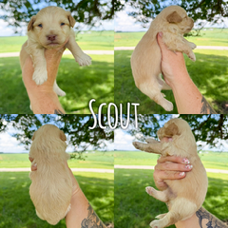 Scout 1